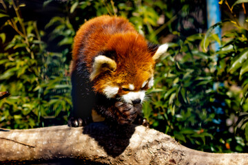 Red panda getting fed