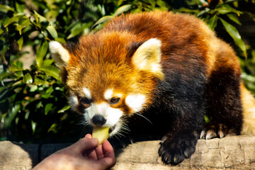 Red panda getting fed