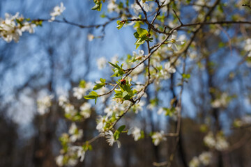 tiny ladybug on flowers of blooming cherry or plum tree in the garden or forest