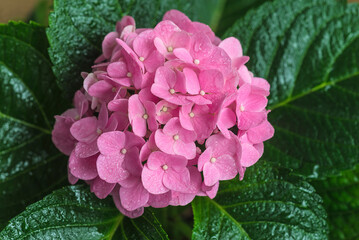 Close up for purple hydrangea with waterdrops top view
