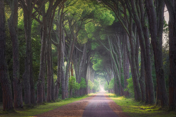 San Rossore park, footpath in stone pine forest. Pisa, Tuscany, Italy