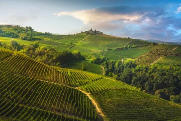 Fototapeten Vineyards on the Langhe hills in the morning, Piedmont, Italy Europe. © stevanzz