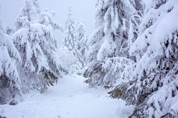 Beautiful winter scenic snowy landscape, trees