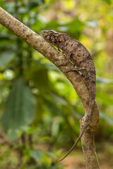 Short-horned Chameleon - Calumma brevicorne. Madagascar rain forest. Beautiful coloured lizard. Elephant ear.