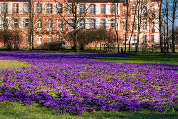 A field of purple flowering crocuses on a sunny spring day