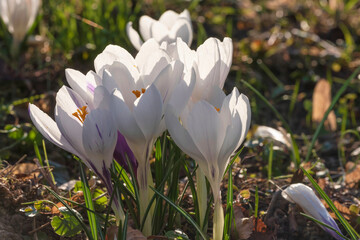 Close-up of gorgeous white flowering crocuses in a meadow on a sunny spring day in back lit