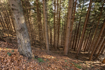 Sap flowing from the bark of a spruce tree in the forest.