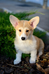 Naklejka na ściany i meble Portrait of a cute corgi puppy. A small smiling dog on a walk. A dog for an advertising tape. Playful pet close-up. Portrait of cute welsh corgi dog at the park. Welsh corgi. Little corgi dog portrait