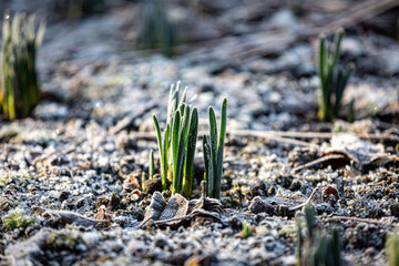 A frosty garden in January with spring bulbs emerging