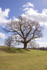 Springtime oak tree scenery in the English countryside.