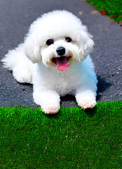 Bichon-havanais in the city. Generative AI
