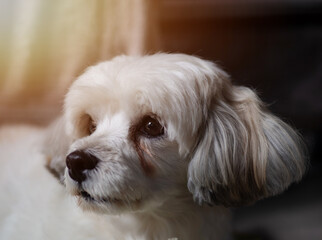 A closeup portrait a cute dog looking sideways.