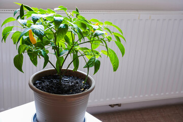 Houseplant of Yellow Agudo pepper (Capsicum annuum) on plastic flowerpot.