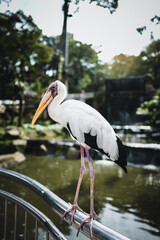 yellow billed stork