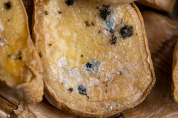 Spoiled and covered with mold sliced ginger