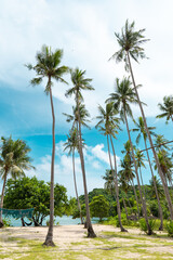 tropical palms with the background of a blue sky veiled and volleyball court in a philippines island, copy space