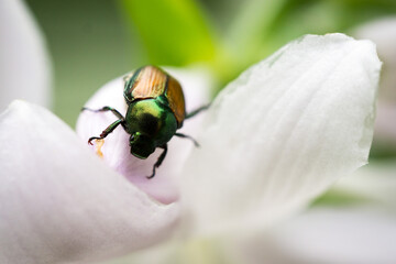 Naklejka premium Japanese Beetle on a flower in the summer