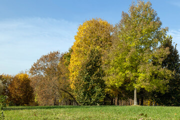 Naklejka premium Autumn foliage on trees during its color change