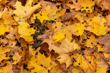 Orange maple foliage lies on the ground