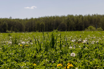 Obraz premium A field with a large number of dandelions in the summer