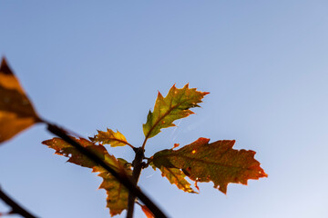 Fototapeta premium Orange dry oak foliage in the autumn season