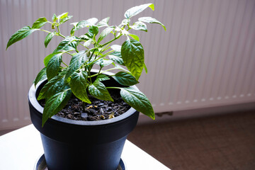 Young chilli tree on plastic flowerpot.