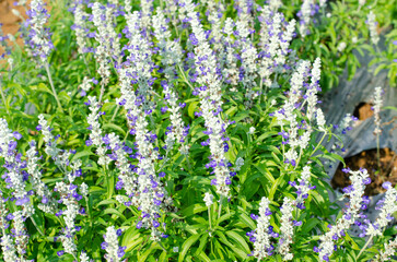 Salvia officinalis, Salvia officinalis in the garden