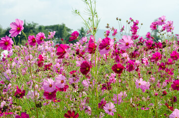 Cosmos flowers in the garden with blue sky, nature background.