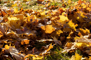 Fallen to the ground dry maple foliage in the autumn season