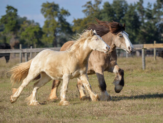 Gypsy Vanner Horse mare running with foal at side.