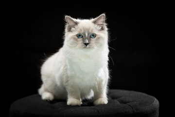 Ragdoll kitten cat studio black background