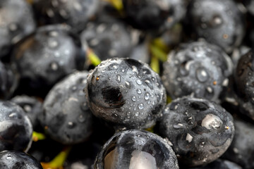 Fresh wet grapes of blue color