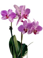 Obraz premium pretty purple orchid Phalaenopsis isolated close up