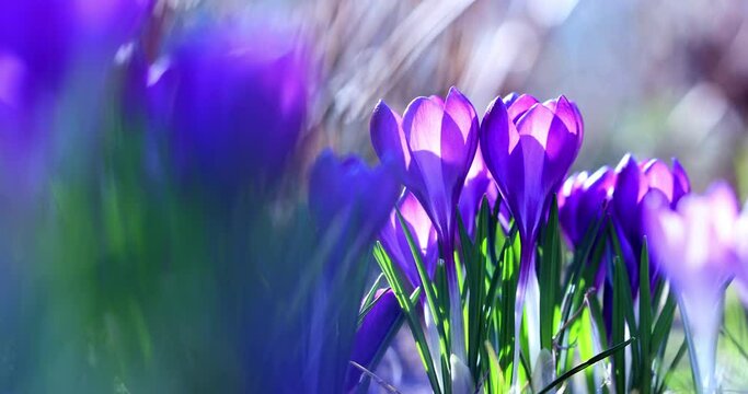 purple as a spring background. purple crocuses	