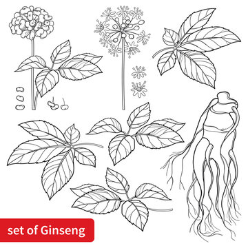 Set of outline Panax ginseng or Chinese ginseng flower, leaf, berry and root in black isolated on white background.