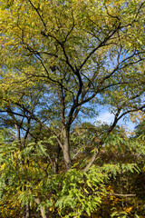 A tree in the autumn season, close up