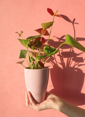 Young girl hand holds flower pot with red anthurium flower on pink background. Seedling, young plant.  Flamingo flower- freshly transplanted houseplant. Pink aesthetic. minimalism. Home plant concept.