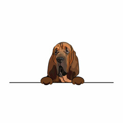 Funny Bloodhound dog with paws over white wall, pocket vector illustration. Funny big dog smiling with paws. Cute dog head with tongue on a white background. Hand-drawn mascot.