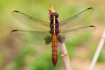 Madagascar Jungle Skimmer - Thermorthemis madagascariensis, beautiful colored dragonfly from Madagascar forests and fresh waters, Andasibe, Madagascar.
