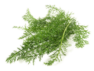 Schafgarbe - Freigestellt