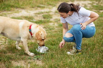 Cute dog eats his food on the lawn. Red collar for dogs. Playing pets, pet concept.