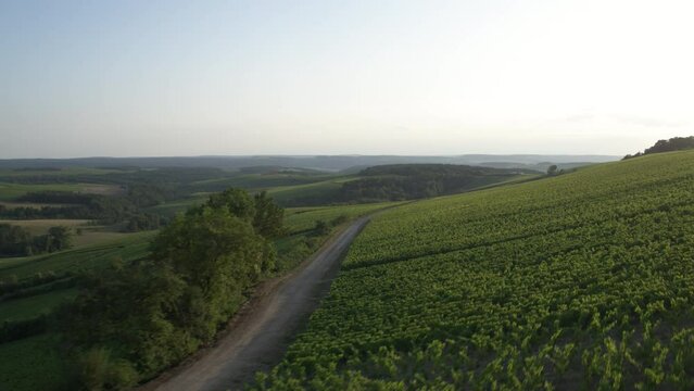 Vignoble Champagne 3