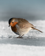 Robin on snow