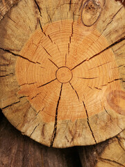 Cut down a tree with a cracked trunk. Wooden surface, structure of annual tree rings