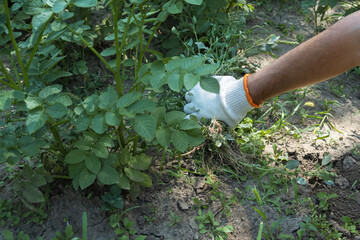 Fototapeta premium A hand removes weeds in the garden. Gardening concept.