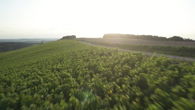 Vignoble Champagne France