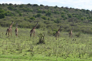 Familia de jirafas en el Maasai Mara, Kenia