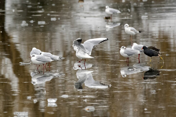 Moorhen and Seagulls on thin ice