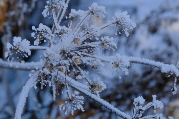 Frosty plant. Winter background 