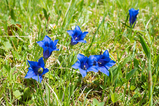 closeup shot of blue gentian blossoms in the grass